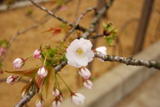 桜その1