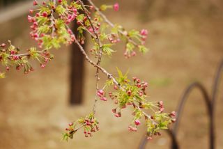 桜その3