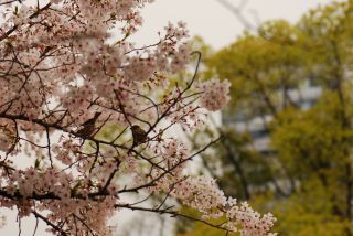 桜その5