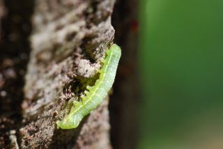 カラスヨトウの幼虫？