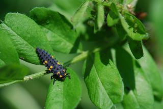 ナナホシテントウの幼虫1