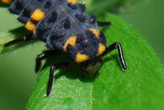 ナナホシテントウの幼虫の顔