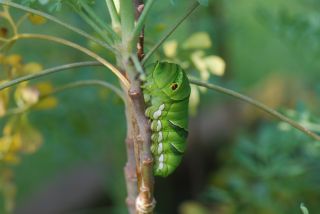 アゲハチョウの幼虫