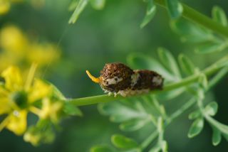 アゲハチョウの幼虫