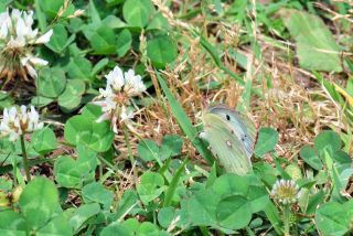 モンキチョウ♀