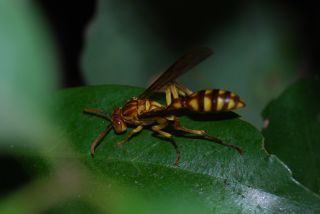 ムモンホソアシナガバチ