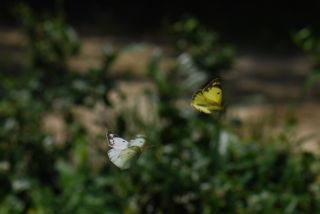 モンキチョウ