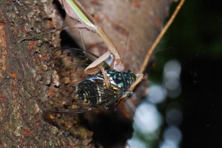 ミンミンゼミとオオカマキリ