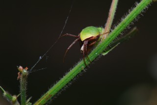 ワキグロサツマノミダマシ