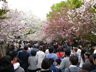 桜の通り抜け