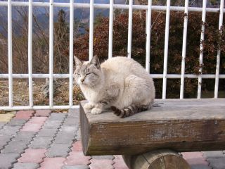 宝登山猫