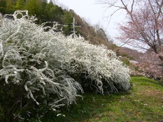 雪柳！たくさん！