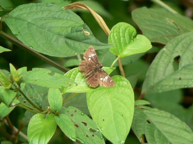 ダイミョウセセリ