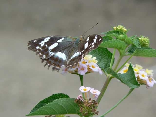 メスグロヒョウモン♀