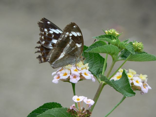 メスグロヒョウモン♀